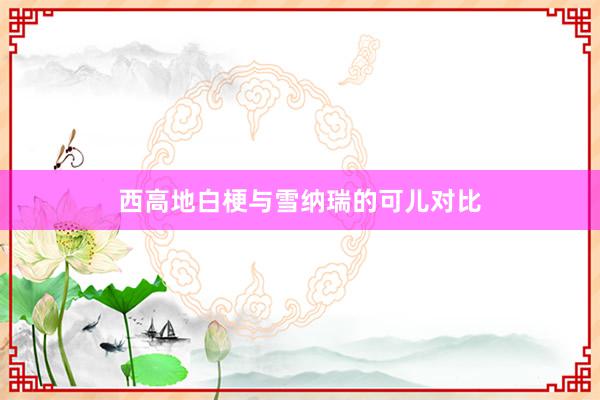 西高地白梗与雪纳瑞的可儿对比